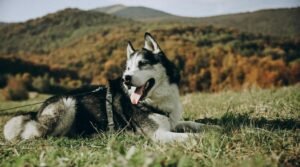 150 Najlepszych Imion dla Psa Samca — Wielka Lista 2026