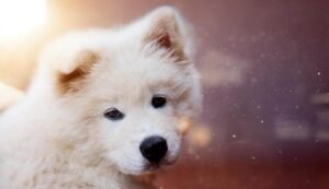 Kosmiczne imiona dla psa – inspiracje z gwiazd