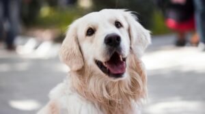 Mitologiczne imiona dla psa z Grecji – najlepsze propozycje i ich znaczenie