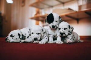 Imiona dla psów z bajek Disneya – Wybierz magiczne imię dla swojego pupila