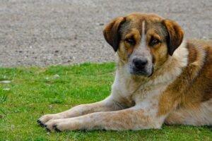 Imiona znanych psów, które pasują do każdej rasy