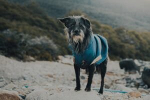 Jak wybrać imię dla psa seniora? Przewodnik po nadawaniu nowej tożsamości